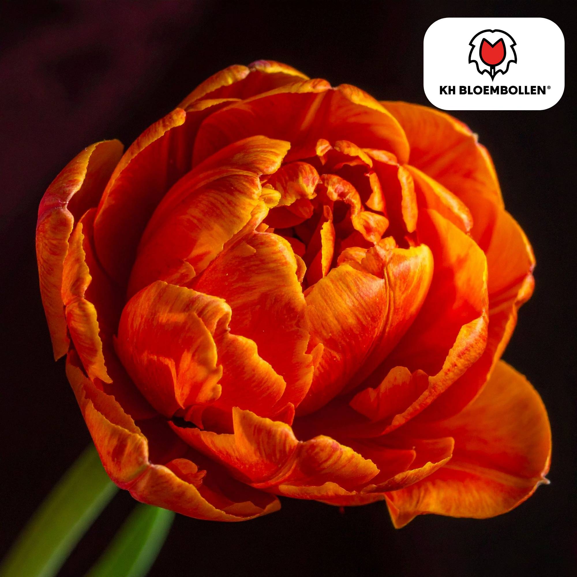 La Green Touch - Tulipe double Icoon - 20 bulbes - Image 3