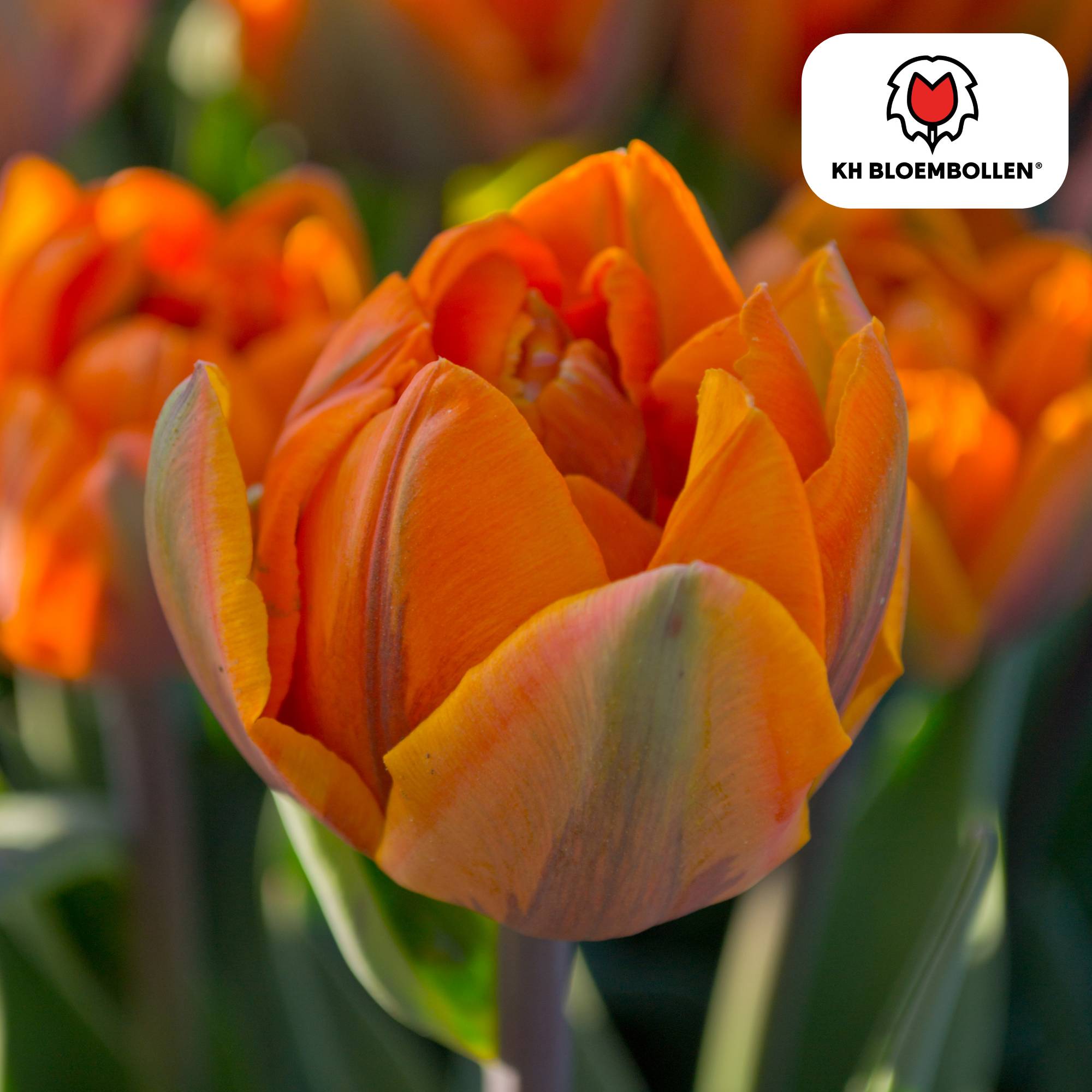 La Green Touch - Tulipe double Icoon - 20 bulbes - Image 4