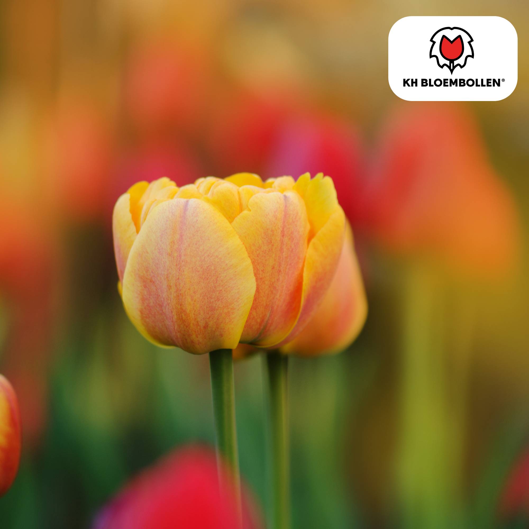 La Green Touch - Tulipe double Icoon - 20 bulbes - Image 1