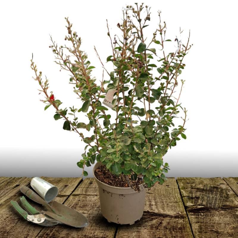 Lilas des Indes Neige d'été®, Lagerstroemia à fleurs Blanche/ - feuillage Caduc - Pot de 10L - 60/80 cm - Image 2