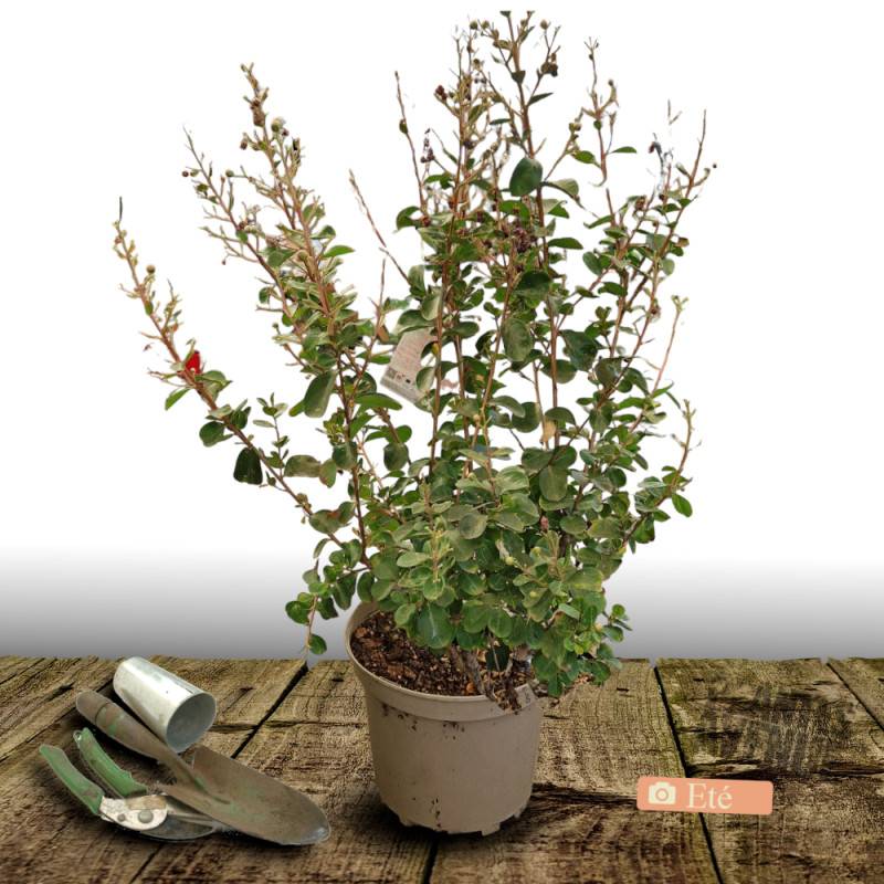 Lilas des Indes Neige d'été®, Lagerstroemia à fleurs Blanche/ - feuillage Caduc - Pot de 10L - 60/80 cm - Image 3