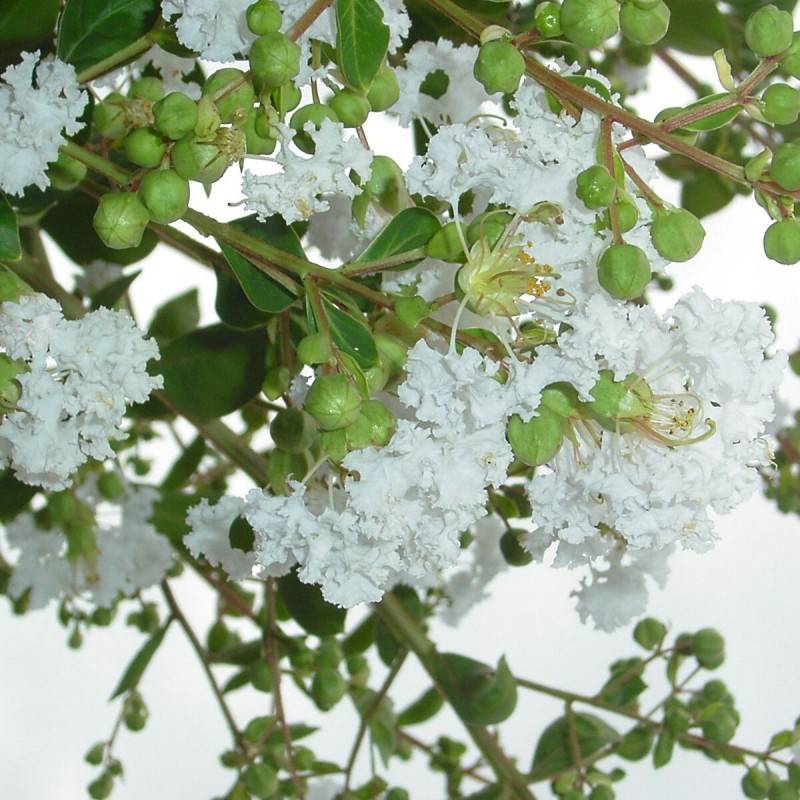 Lilas des Indes Neige d'été®, Lagerstroemia à fleurs Blanche/ - feuillage Caduc - Pot de 10L - 60/80 cm - Image 1