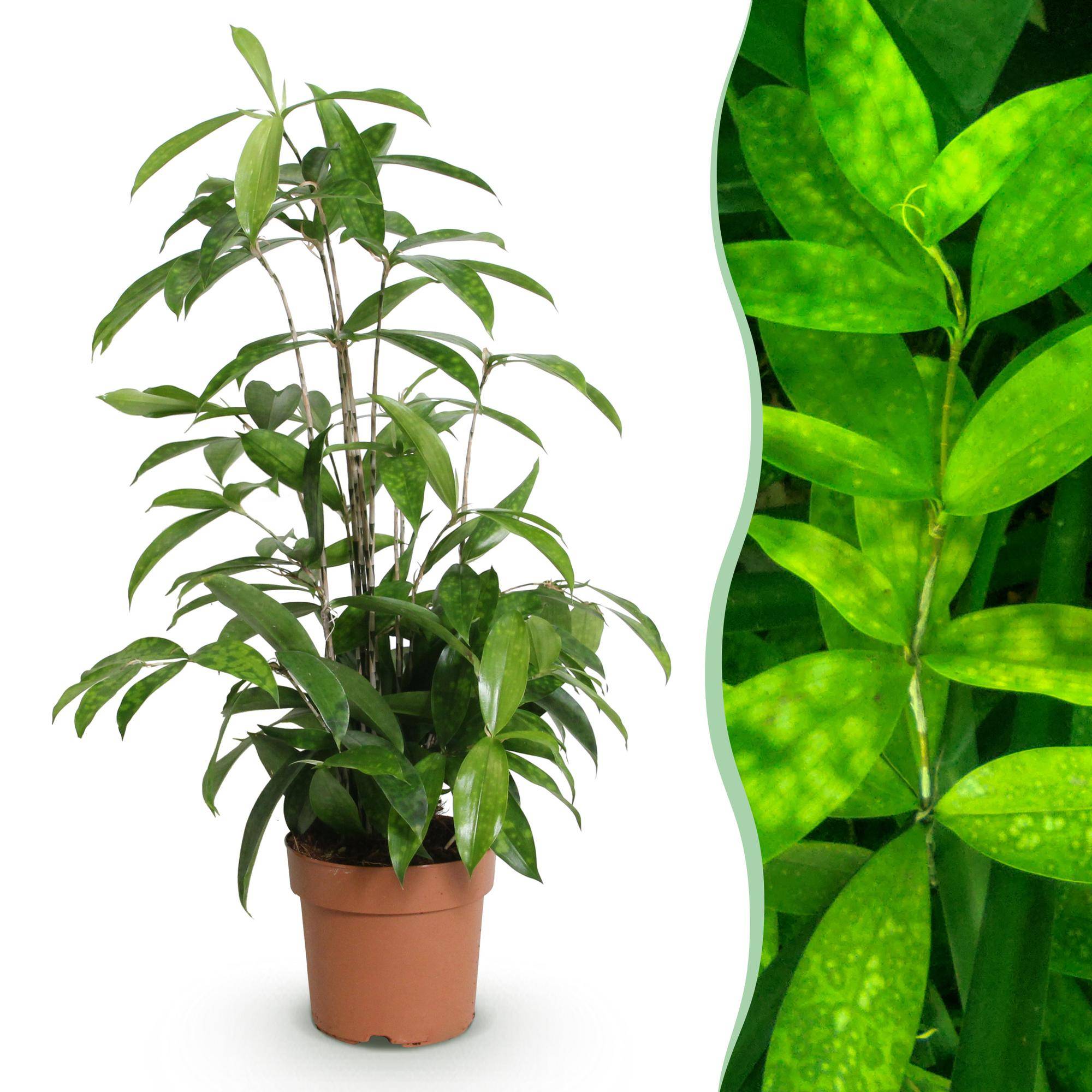 Dracaena surculosa - Ø17cm - ↕70cm - Plantes d’intérieur - Image 1