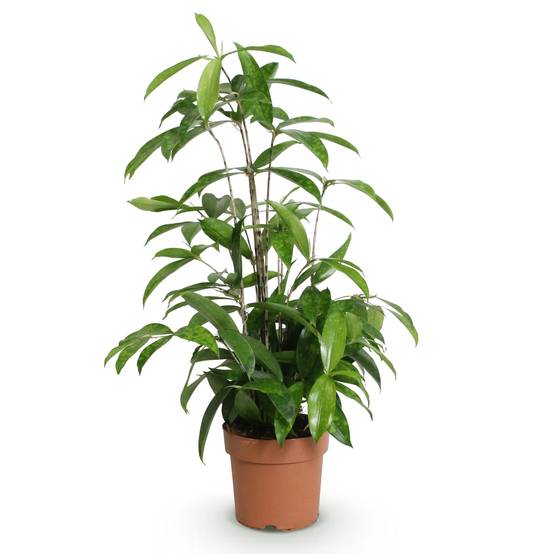 Dracaena surculosa - Ø17cm - ↕70cm - Plantes d’intérieur - Image 2