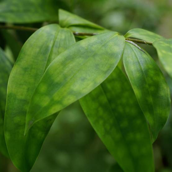 Dracaena surculosa - Ø17cm - ↕70cm - Plantes d’intérieur - Image 5