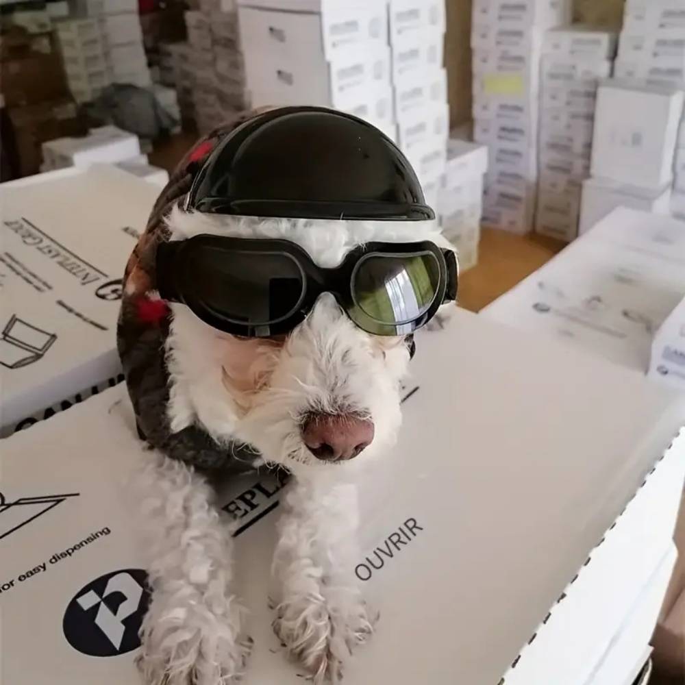 IntiMeg - Ensemble de lunettes et casque pour chien IntiMeg - Image 4