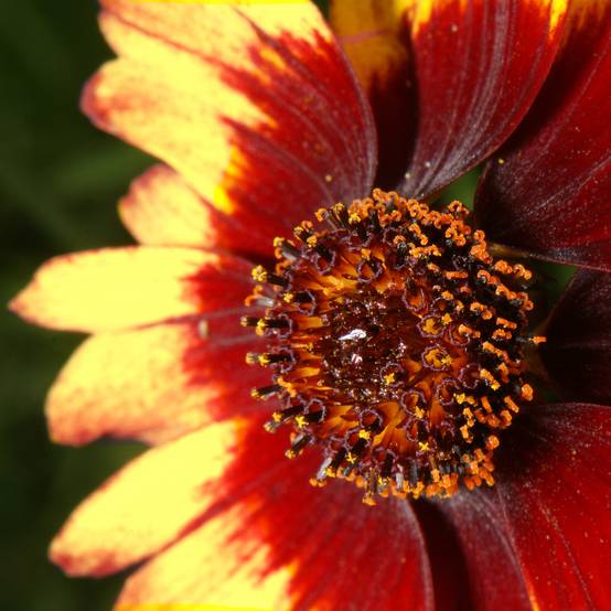 Coreopsis verticillata Route 66 Godet de 8/9 cm