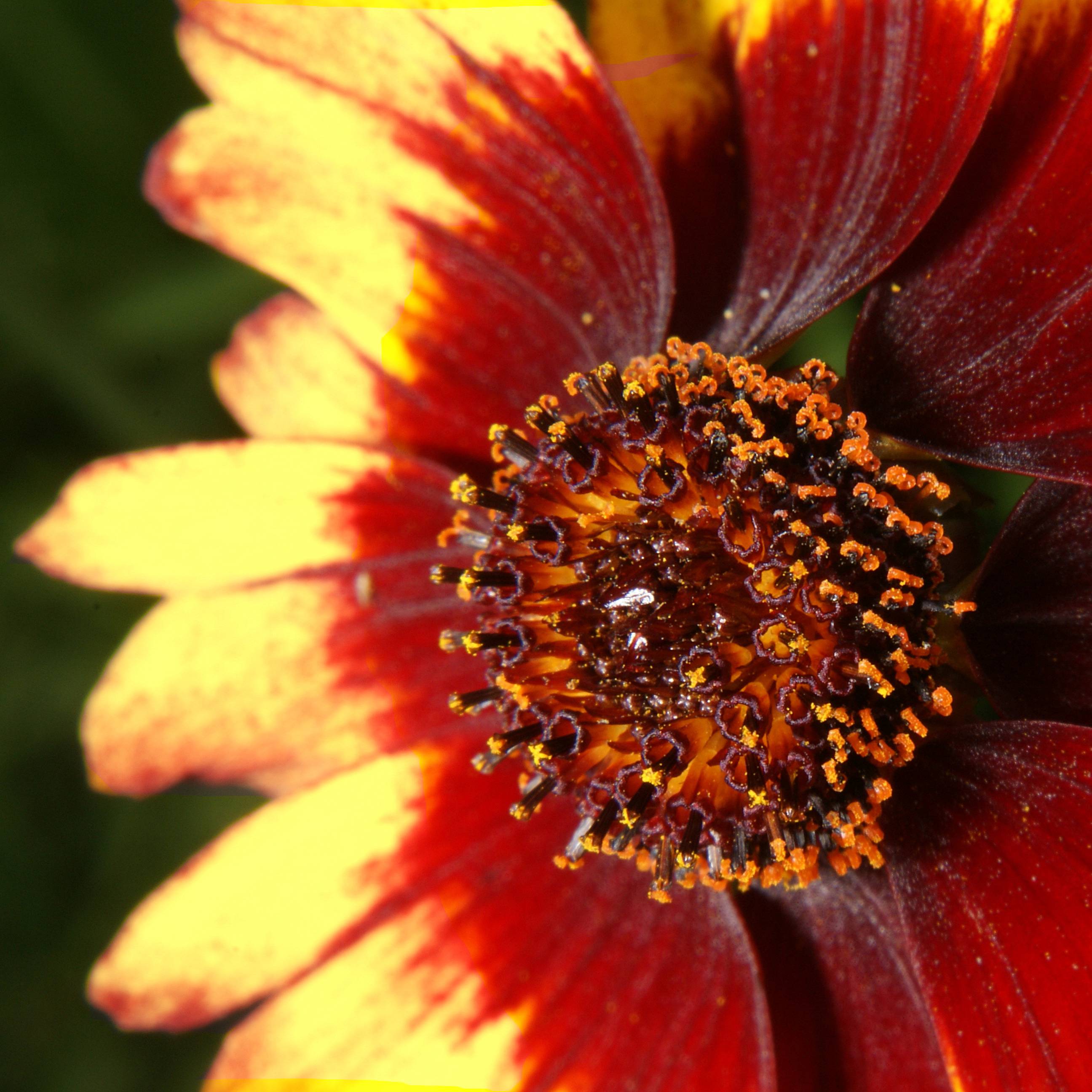 Coreopsis verticillata Route 66 Godet de 8/9 cm