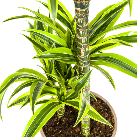 La Green Touch - Dracaena Deremensis Lemon Vert Clair - D27 H170cm - Image 6