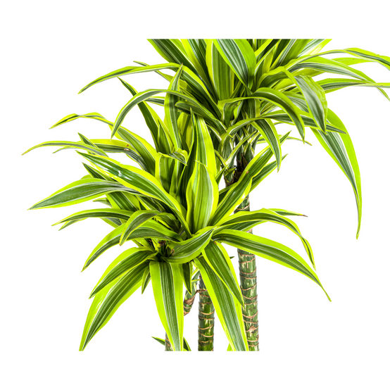 Dracaena Deremensis Lemon Vert Clair - D27 H170cm - Image 4