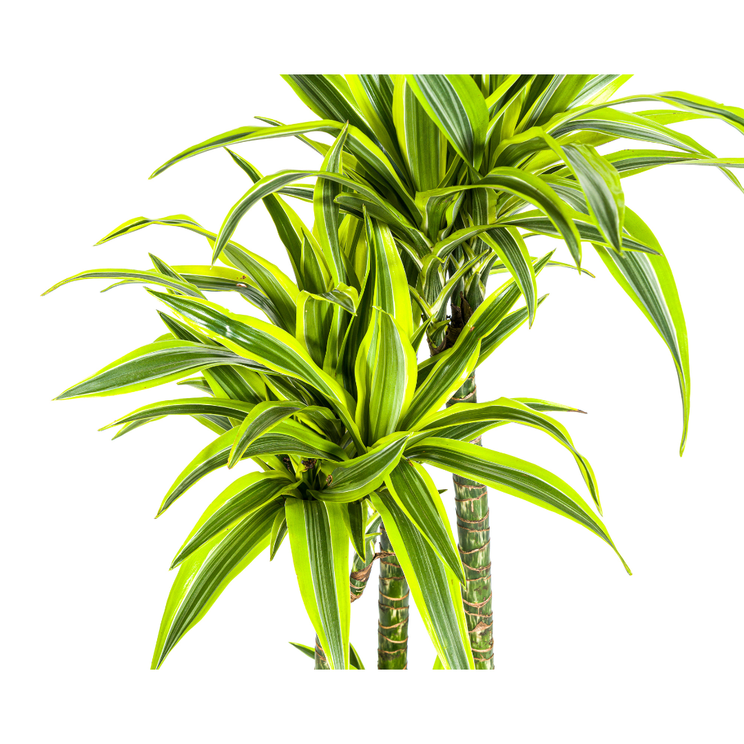 Dracaena Deremensis Lemon Vert Clair - D27 H170cm - Image 4