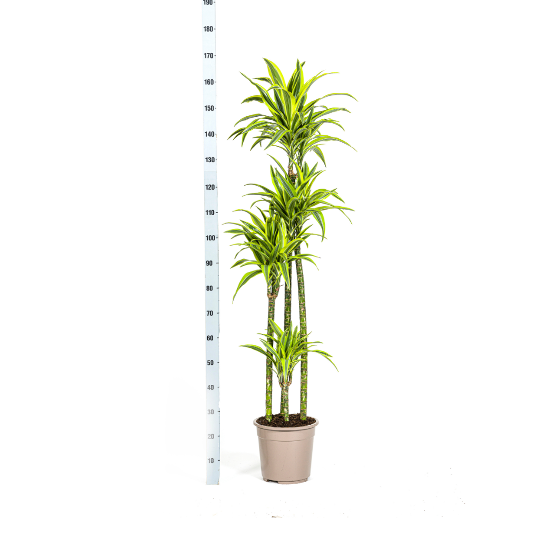 Dracaena Deremensis Lemon Vert Clair - D27 H170cm - Image 5