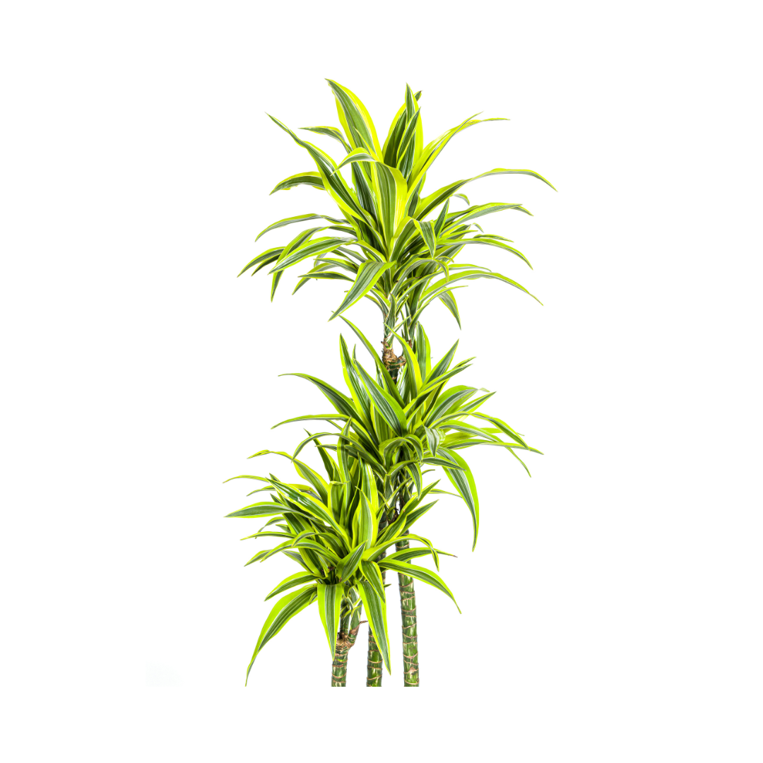 Dracaena Deremensis Lemon Vert Clair - D27 H170cm - Image 3