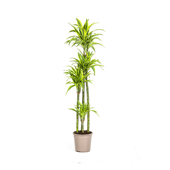 Dracaena Deremensis Lemon Vert Clair - D27 H170cm - Image 1