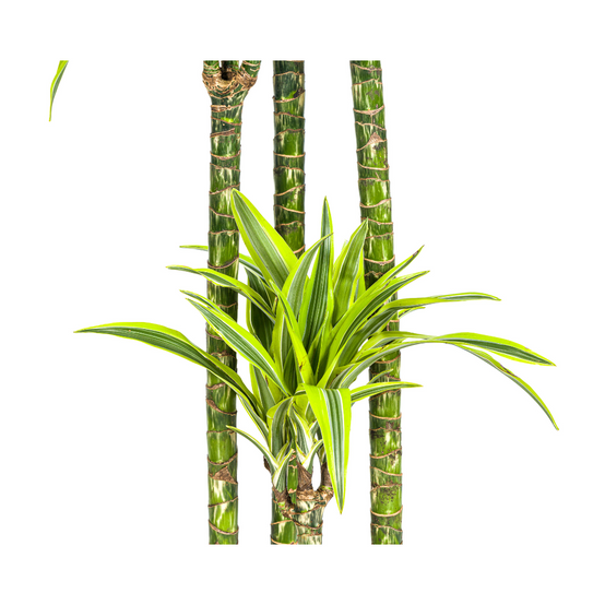 Dracaena Deremensis Lemon Vert Clair - D27 H170cm - Image 2