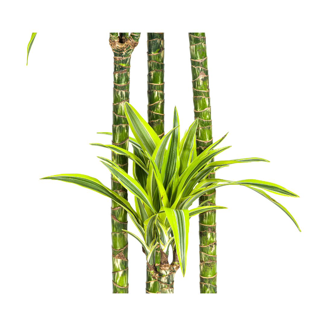 Dracaena Deremensis Lemon Vert Clair - D27 H170cm - Image 2