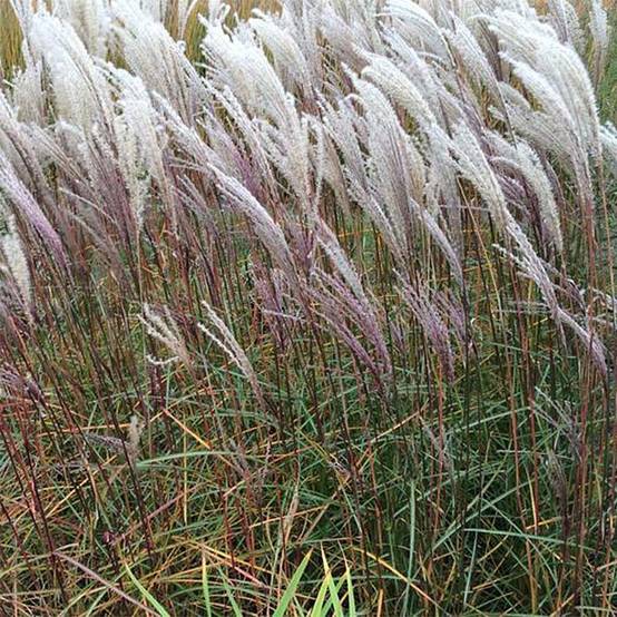 Miscanthus sinensis Nippon - Eulalie, Roseau de Chine Godet de 8/9 cm