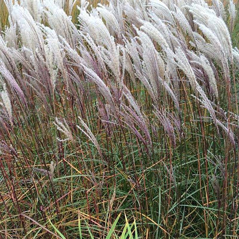 Miscanthus sinensis Nippon - Eulalie, Roseau de Chine Godet de 8/9 cm
