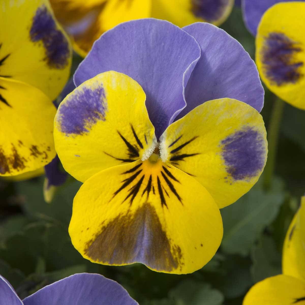 Promesse de Fleurs - Violette cornue Sorbet Yellow Blue Jump-Up Mini-motte Mini-motte Ø 1,5/2,5 cm, Plant vert de 3 à 5 cm de haut environ (par 5)