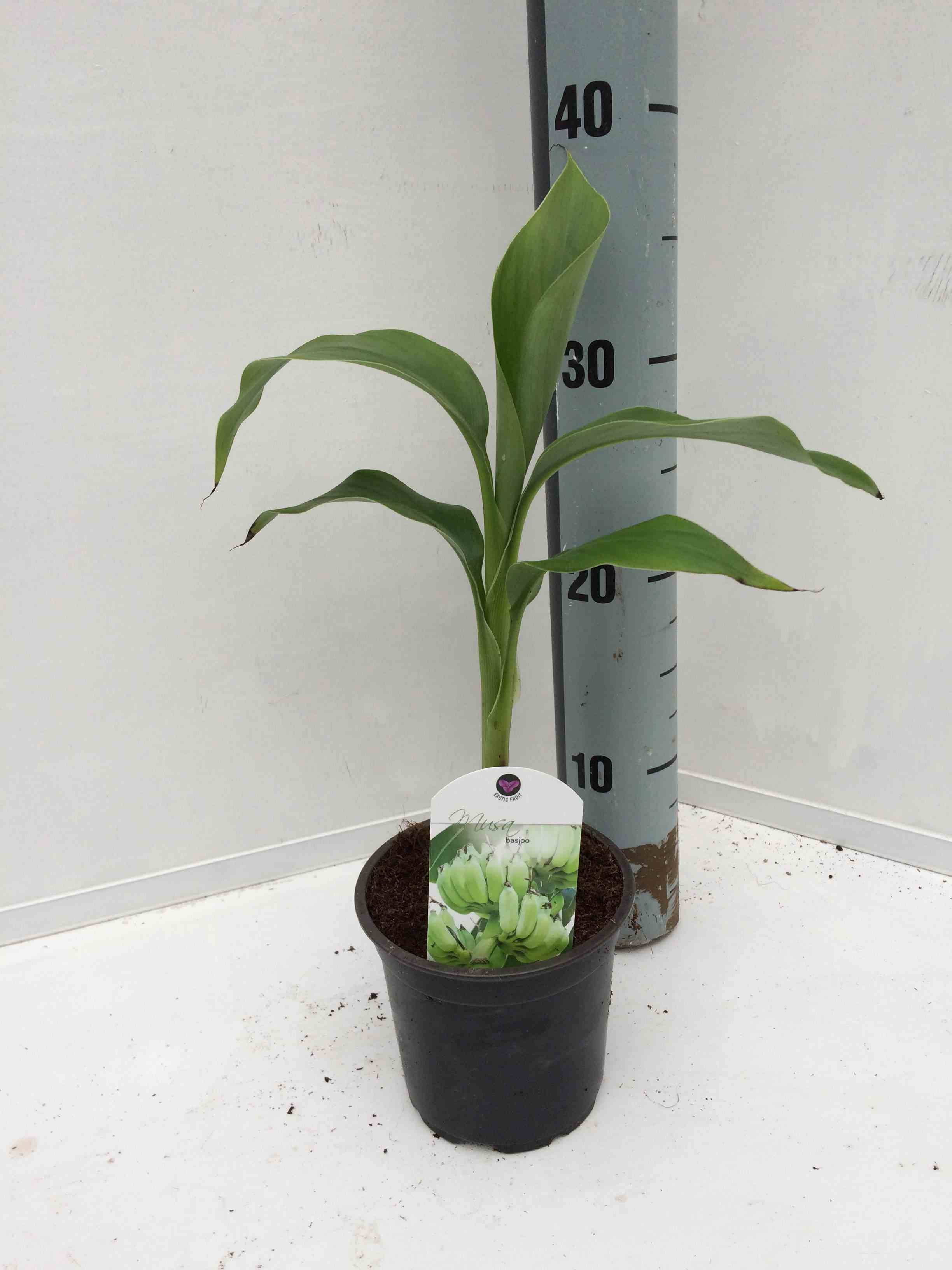 0 - Musa basjoo x hybridum (Bananier rustique) Pot de 50 litres - 120/140 cm multi troncs - Image 1