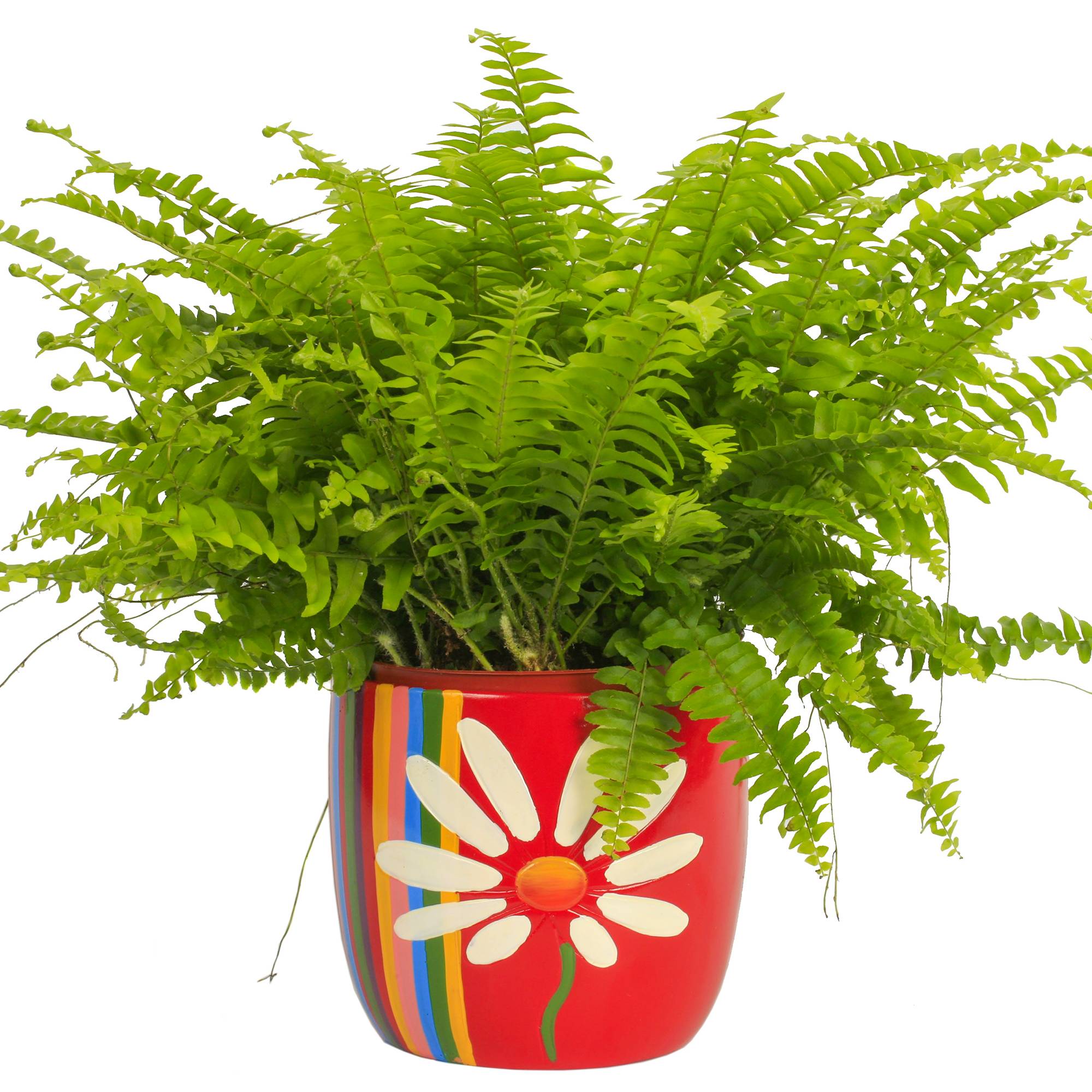 Gardenersdream - 1 X Nephrolepis Fougère De Boston | Plante D'Intérieur De Qualité Supérieure À Vendre | De 25 À 35 Cm (Pot Inclus) - GardenersDream - Image 1
