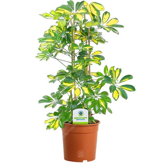 Gardenersdream - 13Cm Schefflera Gerda - 1 Plante - Home / Office Live Indoor Potted Plant Tree - GardenersDream - Image 1