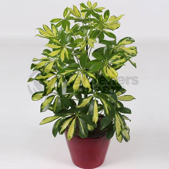 Gardenersdream - 13Cm Schefflera Gerda - 1 Plante - Home / Office Live Indoor Potted Plant Tree - GardenersDream - Image 2