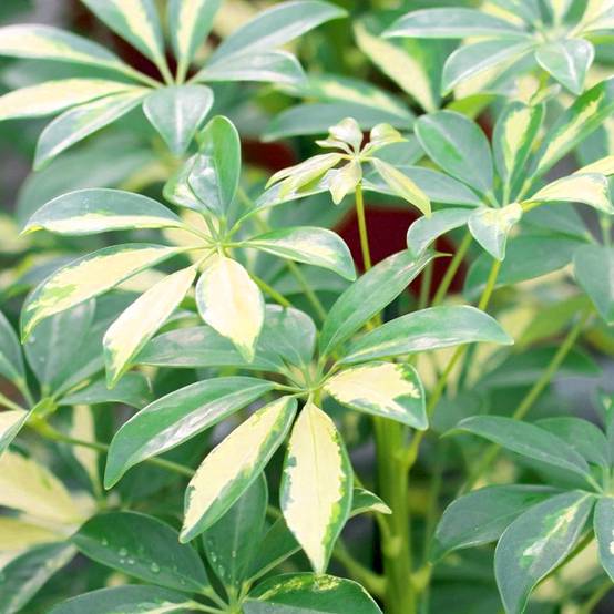 Gardenersdream - 13Cm Schefflera Gerda - 1 Plante - Home / Office Live Indoor Potted Plant Tree - GardenersDream - Image 3