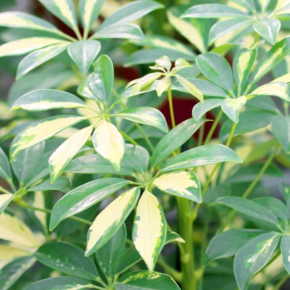 Gardenersdream - 13Cm Schefflera Gerda - 1 Plante - Home / Office Live Indoor Potted Plant Tree - GardenersDream - Image 3