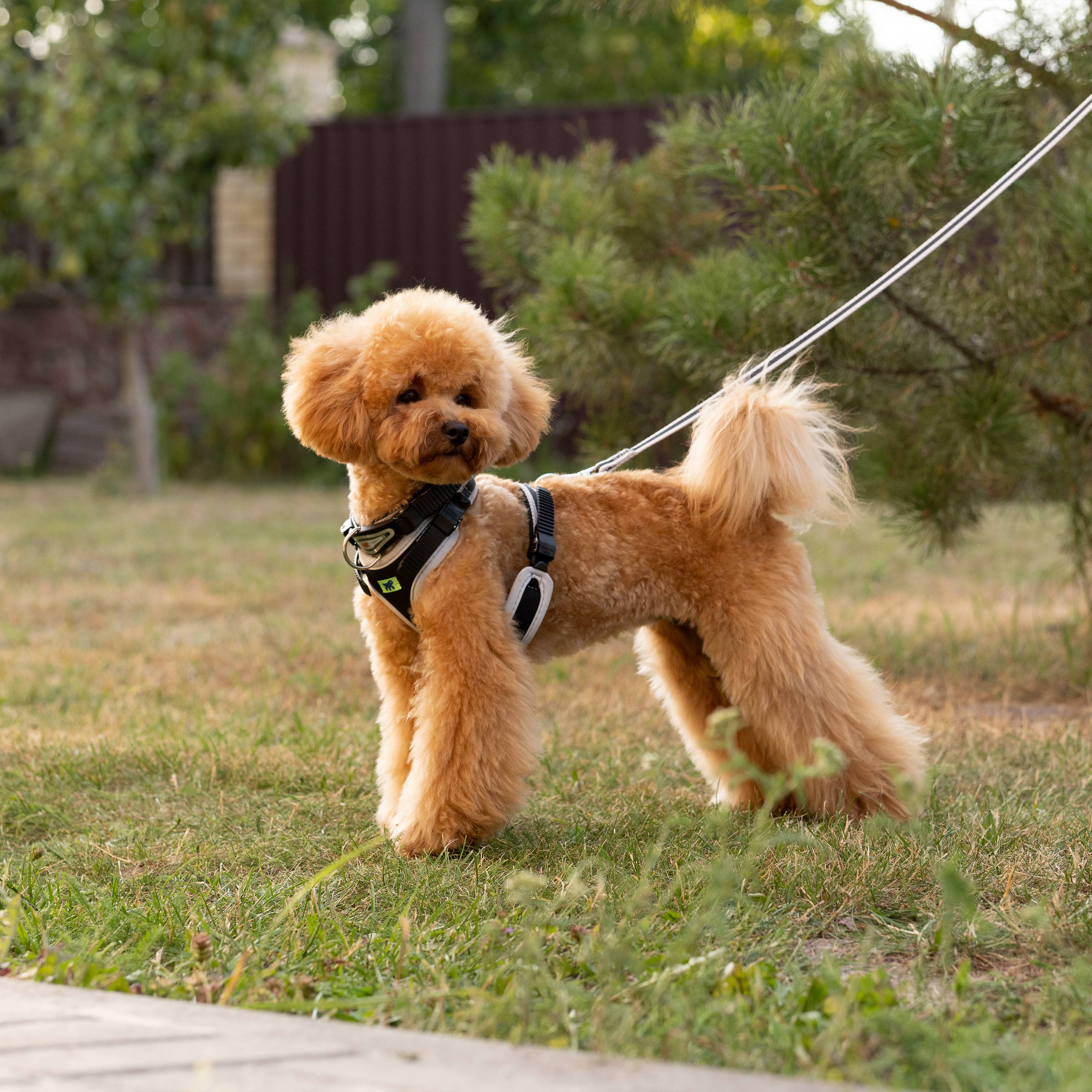 Ferplast - Ferplast Harnais pour Chien Petite Taille ERGOCOMFORT SMALL, Harnais pour Chien Ajustable, Confortable, Rembourré, Fermeture Double Micro-ajustement, - Image 3