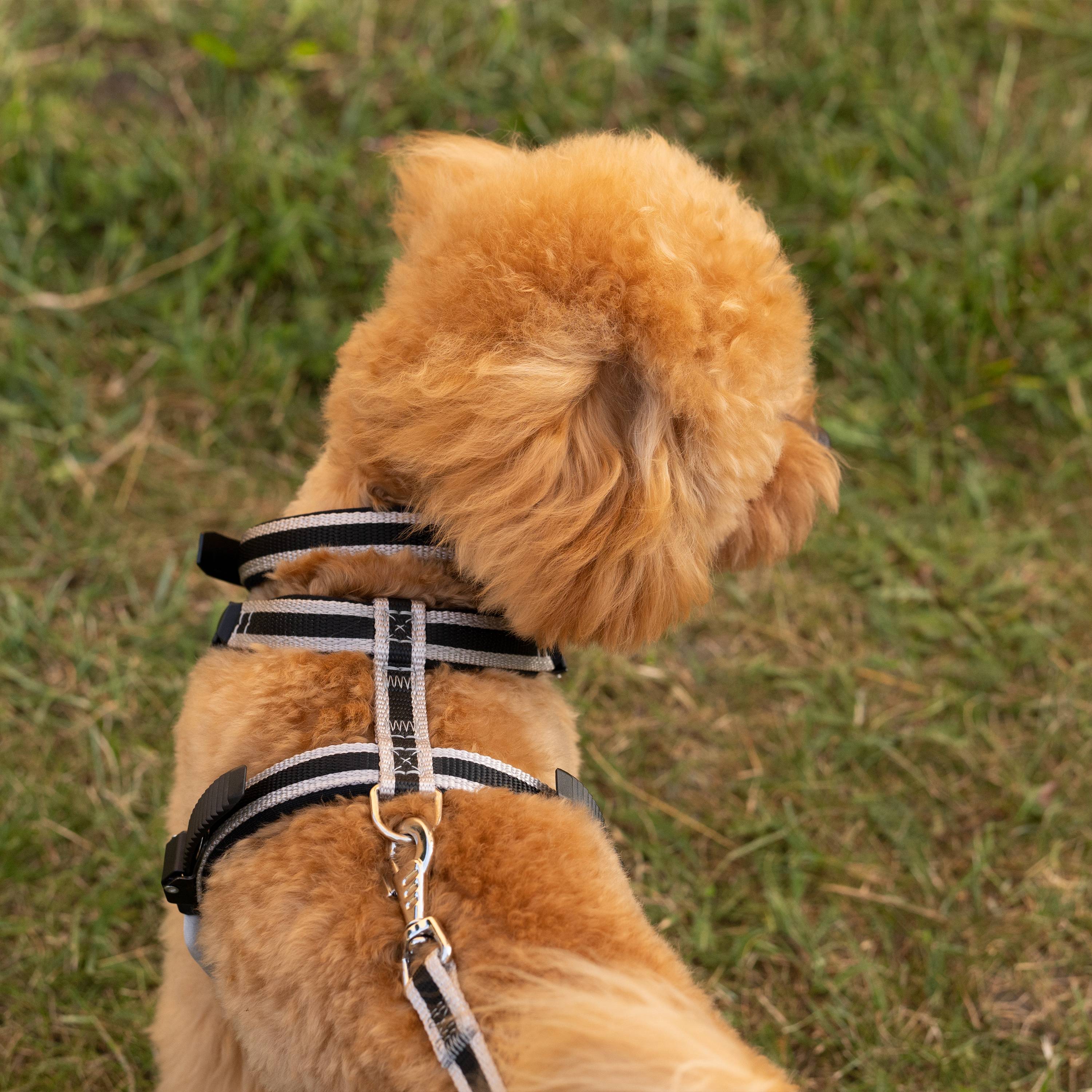 Ferplast - Ferplast Harnais pour Chien Petite Taille ERGOCOMFORT SMALL, Harnais pour Chien Ajustable, Confortable, Rembourré, Fermeture Double Micro-ajustement, - Image 4