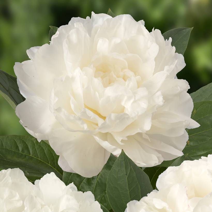 Promesse de Fleurs - Pivoine lactiflora Fringed Ivory Pot de 4L/5L