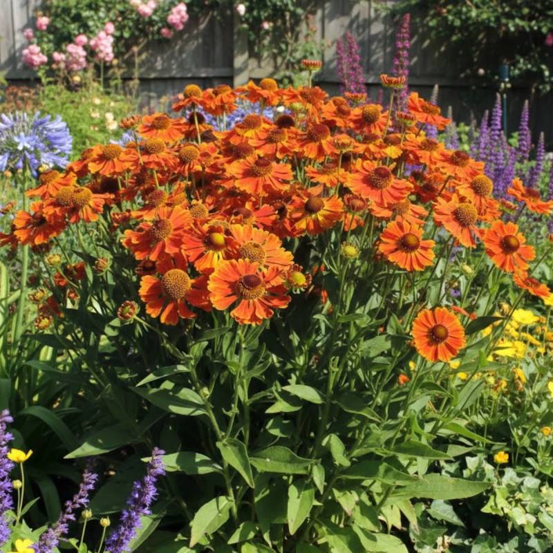 Hélénie Waltraut, Helenium à fleurs Orange/ - feuillage Caduc - Godet - 5/20 cm - Image 1
