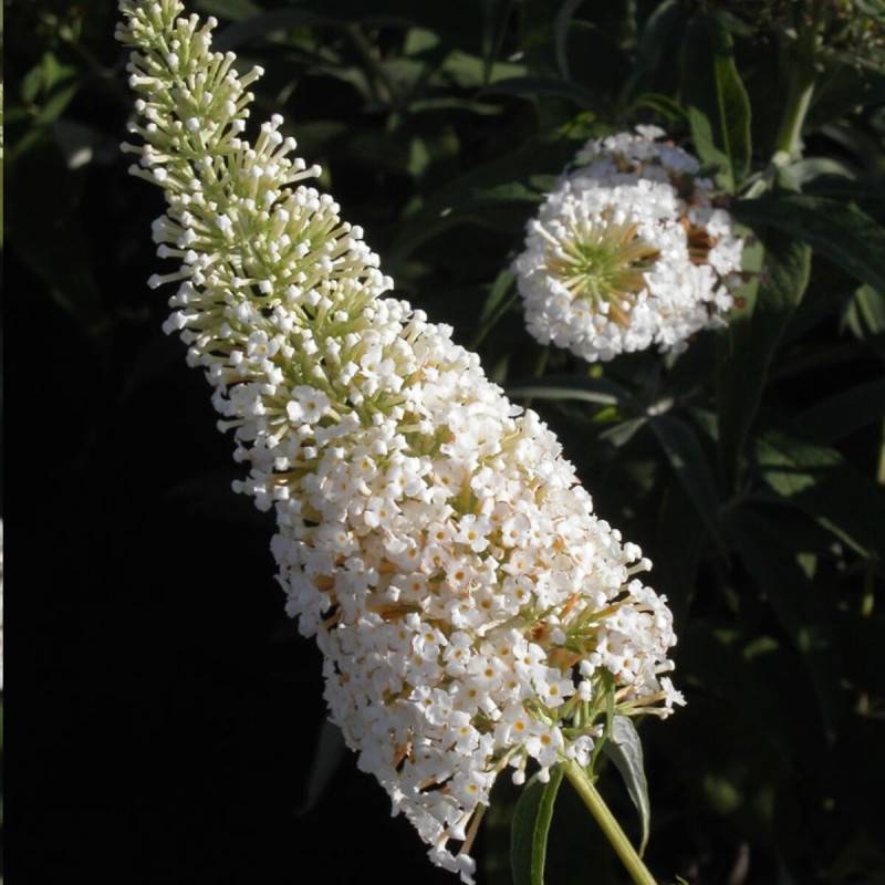 Arbre aux papillons blanc White Profusion, Buddleia à fleurs Blanche - feuillage Caduc - Pot de 3L - 20/40 cm-  hauteur à maturité De 1,50 m à 2,00 m - Image 1