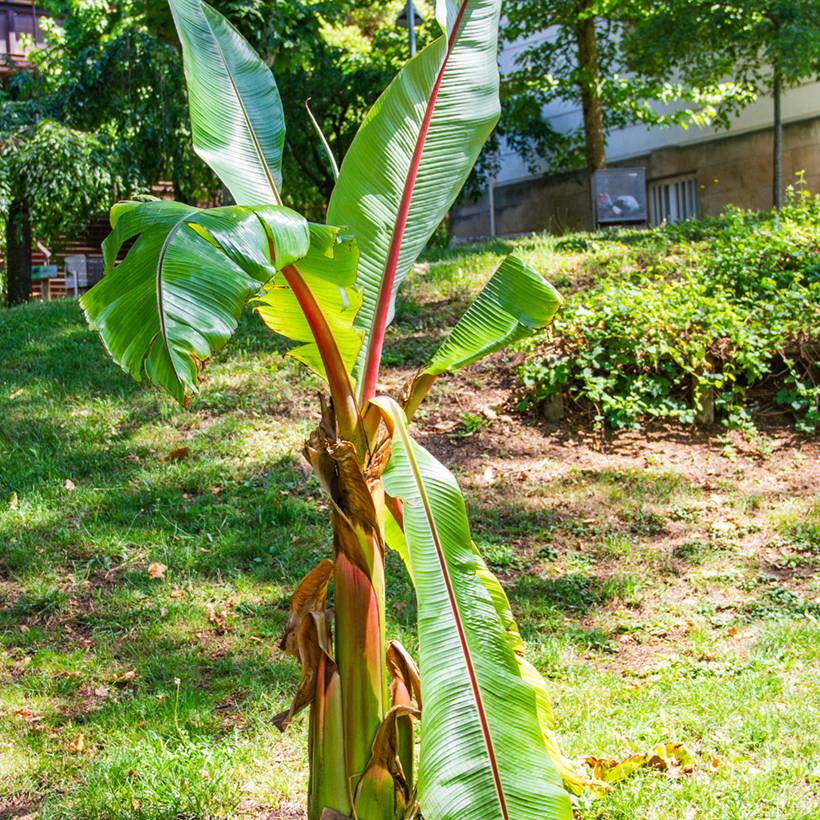 Graines d'Ensete ventricosum - Bananier d'Abyssinie le sachet de 5 graines environ (11g)