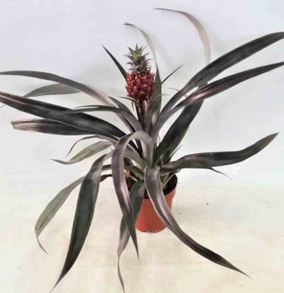 Sans Marque - Ananas comosus aux fruits Taille:Pot de 1 litre ? 20/30 cm