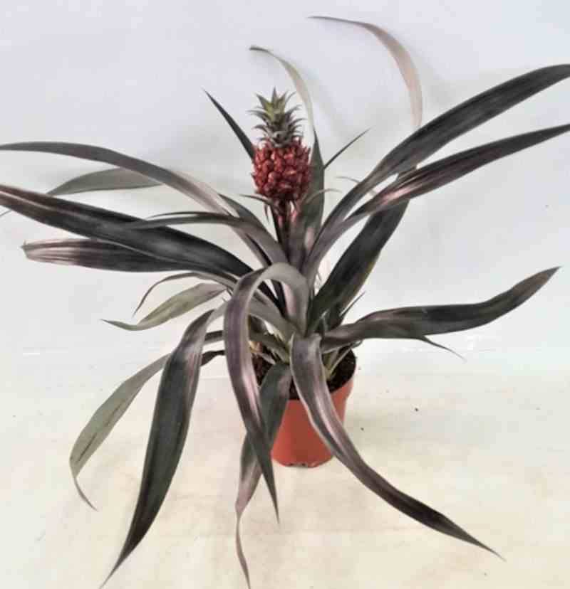 Sans Marque - Ananas comosus aux fruits Taille:Pot de 1 litre ? 20/30 cm