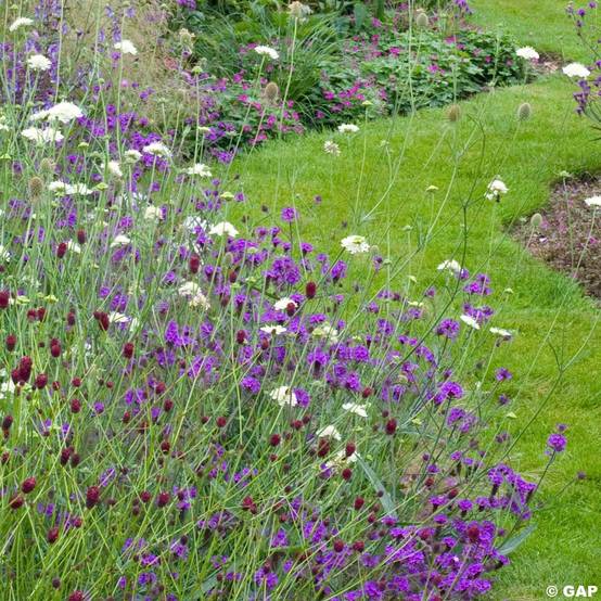 Verbena rigida Venosa - Verveine rugueuse Godet de 8/9 cm