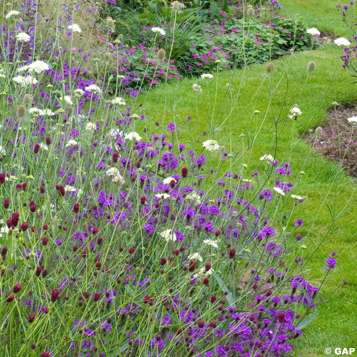 Verbena rigida Venosa - Verveine rugueuse Godet de 8/9 cm