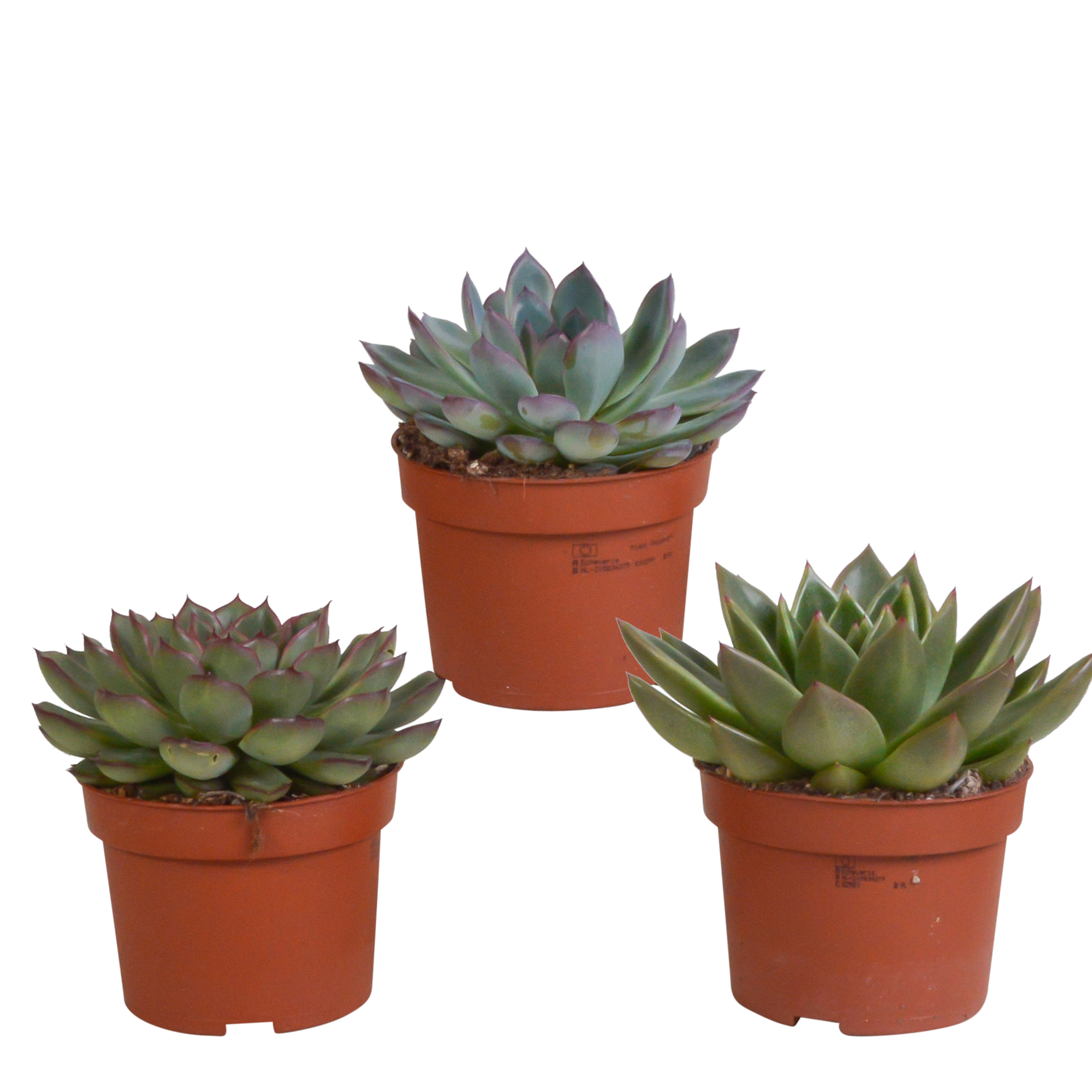 Mélange Echeveria 10,5 cm - 3x - sans pot - ↕21cm - Plantes d'intérieur - Image 1