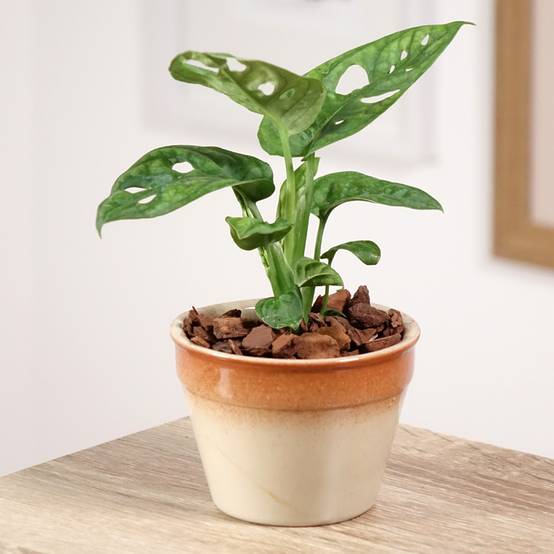 Promesse de Fleurs - Monstera adansonii Mini-plante