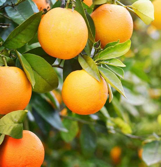 0 - Citrus aurantium (Orange amère/bigaradier) Pot de 30 litres - 200/250cm - par10/12m - Image 1
