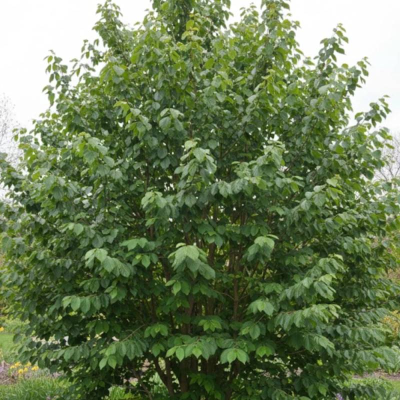 Hamamélis Diane, Noisetier de Sorcière à fleurs Rouge/ - feuillage Caduc - Pot de 7,5L - 60/80 cm - Image 8