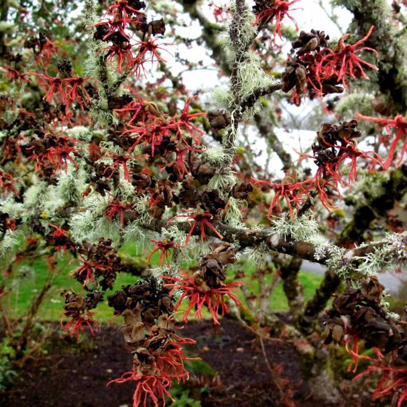 Hamamélis Diane, Noisetier de Sorcière à fleurs Rouge/ - feuillage Caduc - Pot de 7,5L - 60/80 cm - Image 3