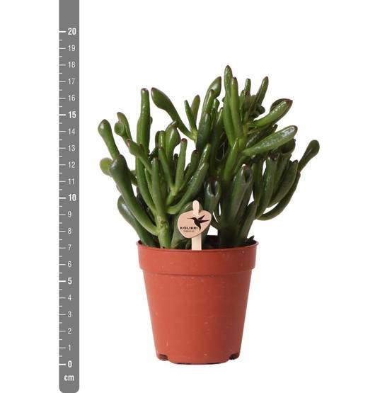 Crassula Hobbit h18cm - succulente- La Green Touch - Image 2