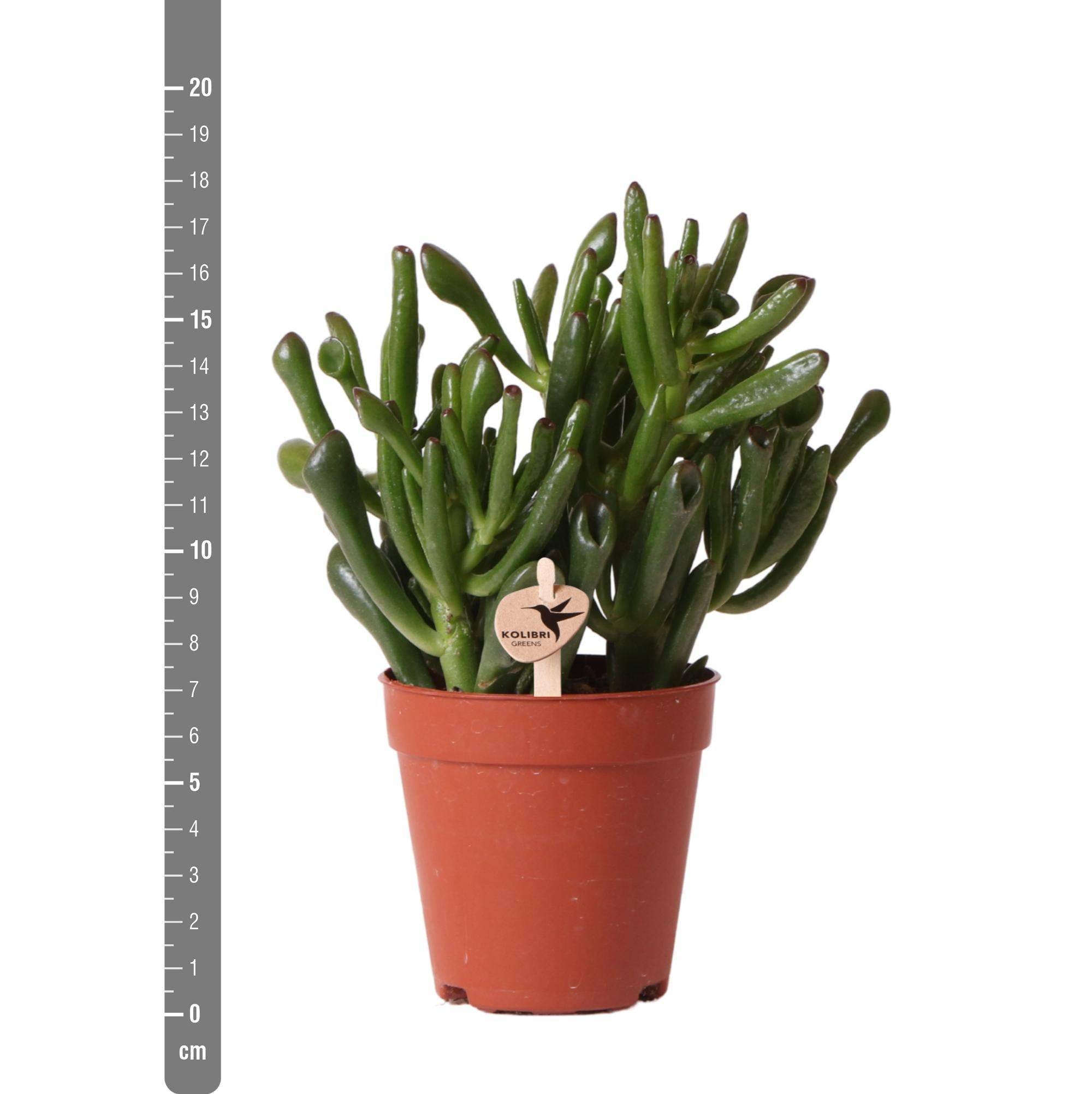 Crassula Hobbit h18cm - succulente- La Green Touch - Image 2
