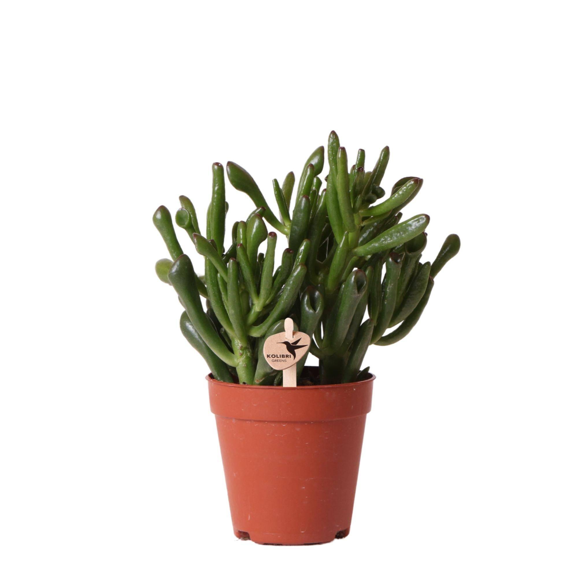 La Green Touch - Crassula Hobbit h18cm - succulente- La Green Touch
