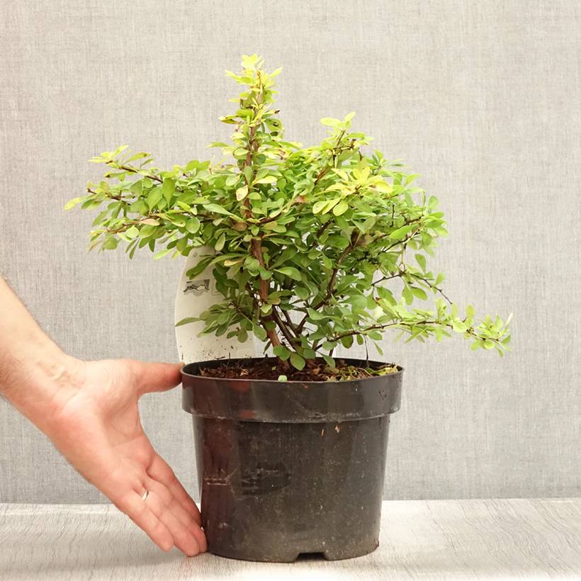 Promesse de Fleurs - Berberis thunbergii Golden Carpet - Epine-vinette Pot de 3L/4L - Image 2