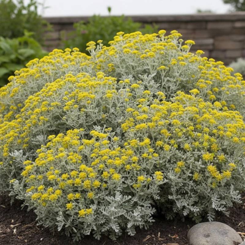 Germandrée Jaune à fleurs Jaune/ - feuillage Caduc - Lot de 5 godets
