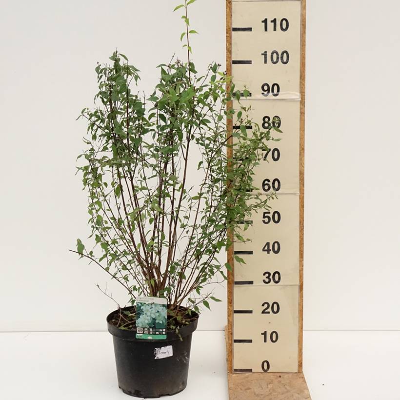 Seringat de Lemoine - Philadelphus Lemoinei Pot de 7,5L/10L - Image 2
